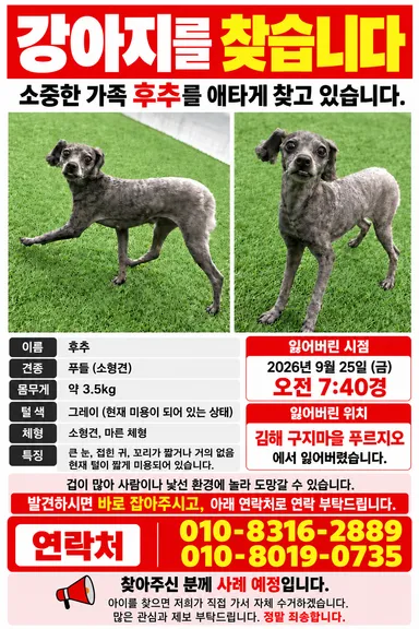 푸들, 회색 분실동물 사진