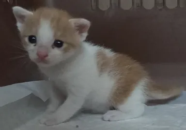 [고양이] 한국 고양이, 레몬색&흰색 구조동물 사진