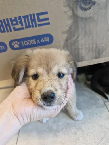 [개] 믹스견, 갈색 구조동물 사진