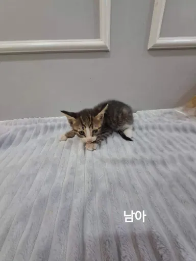 [고양이] 한국 고양이, 기타(고등어) 구조동물 사진