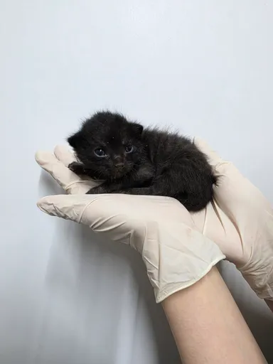 [고양이] 한국 고양이, 검정색 구조동물 사진