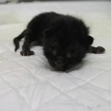 [고양이] 한국 고양이, 검정색 구조동물 사진