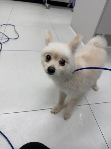 [개] 포메라니안, 흰색 구조동물 사진