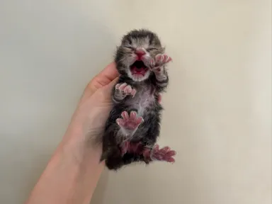 [고양이] 한국 고양이, 평행·전체·부분줄무늬 구조동물 사진