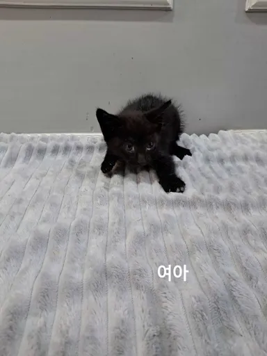 [고양이] 한국 고양이, 검정색 구조동물 사진