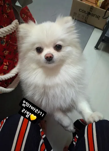 포메라니안, 흰색 분실동물 사진