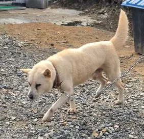 [개] 믹스견, 흰색 구조동물 사진