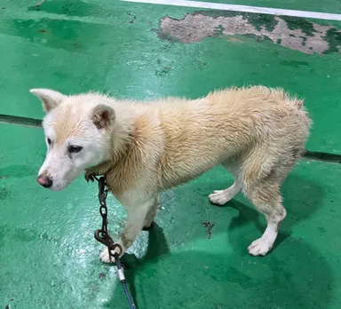 [개] 믹스견, 갈색 구조동물 사진