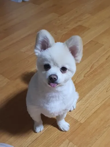 기타, 흰색 분실동물 사진