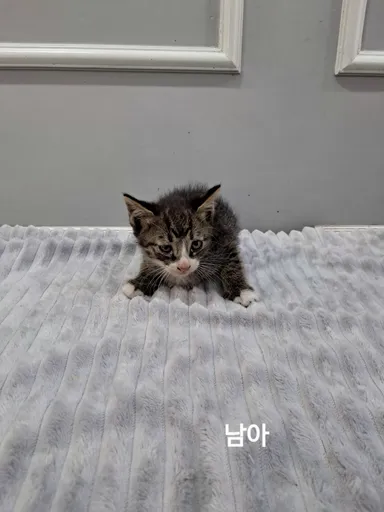 [고양이] 한국 고양이, 기타(고등어) 구조동물 사진